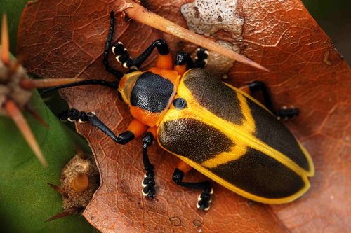 rioecultura : EXPO Natureza, arte e ci�ncia em foco
