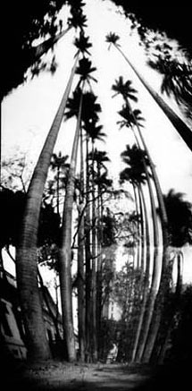 rioecultura : EXPO Casinha Daros � Projeto Pinhole 2010