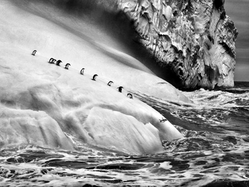 rioecultura EXPO: G�NESIS [Sebasti�o Salgado]