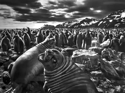 rioecultura EXPO: G�NESIS [Sebasti�o Salgado]